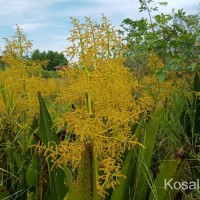 Hanguana anthelminthica (Blume ex Schult. & Schult.f.) Masam.